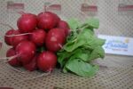 Bio Radieschen Bund