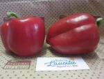 Bio Paprika rot