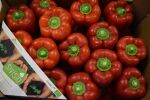 Bio Paprika rot