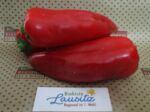 Bio Spitzpaprika