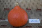 Bio K&uuml;rbis Hokkaido rot