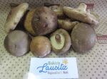 Bio Shiitake-Pilze