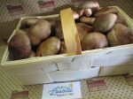 Bio Shiitake-Pilze