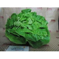 Bio Kopfsalat grün