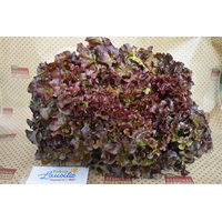 Bio Bataviasalat rot