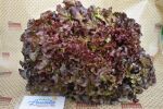 Bio Bataviasalat rot